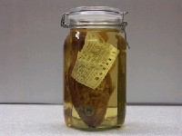 藏品(巨齒天竺鯛)的圖片